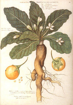 Illustration of Mandragora officinarum by Carolus Clusius in the Libri Picturati A 16-30 of late 16th century.png