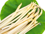 Nelumbo nucifera - Young Lotus Shoots.png