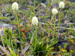 Tofieldia pusilla - Scottish Asphodel.png