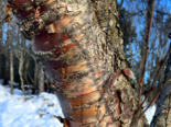 Betula pubescens - Birch Bark.png