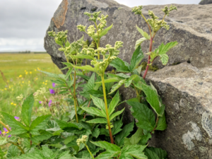 Filipendula ulmaria - Meadowsweet.png