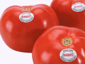 Genetically Modified Tomato.png