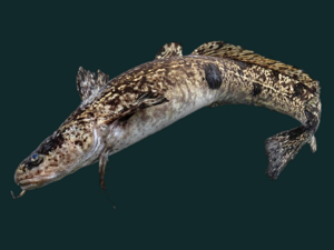 Lota lota - Burbot.png