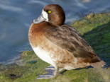 Aythya marila - Greater Scaup.png