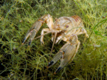 Faxonius limosus - Spinycheek Crayfish.png