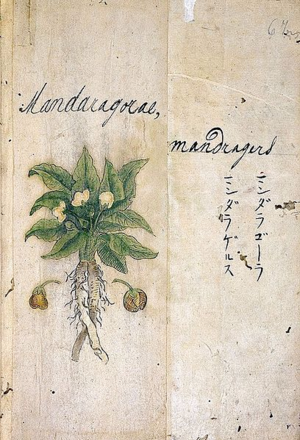 Mandrake depicted in a 17th century Japanese Medical Book.png