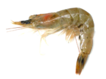 Crangon crangon - Common Shrimp.png