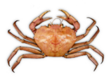 Chaceon affinis - Deep Sea Red Crab.png