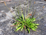 Plantago lanceolata - Ribwort Plantain.png