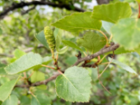 Betula nana - Dwarf Birch Leaves.png