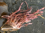 Corallina officinalis - Common Coralline.png