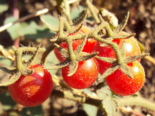 Wild Tomato - Solanum lycopersicum var. cerasiforme.png