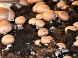 Icelandic Cultivated Mushrooms -（Agaricus bisporus）Crimini Mushroom.png