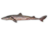 Centroscymnus crepidater - Longnose Velvet Dogfish.png