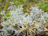 Cladonia rangiferina - Gray Reindeer Lichen.png