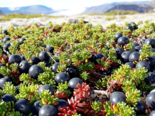 Icelandic Fruits - Berjarunnar.png