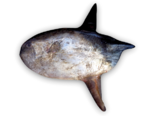 Masturus lanceolatus - Point Tailed Sunfish.png