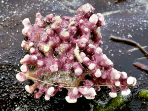 Phymatolithon calcareum -（Lithothamnium calcareum）Maerl.png