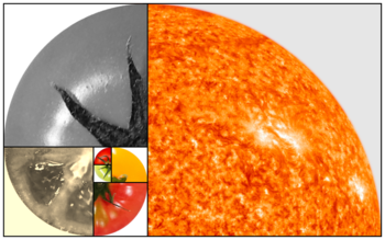 Tomato wikii fibonacci number.png