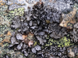 Umbilicaria cylindrica - Fringed Rocktripe Lichen.png