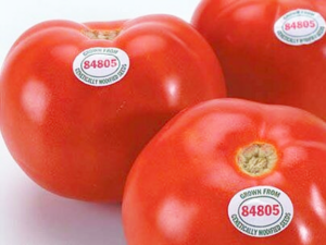 Genetically Modified Tomato - Flavour Saver developed by Calgene in 1994.png