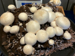 Icelandic Cultivated Mushrooms -（Agaricus bisporus）Button Mushroom.png