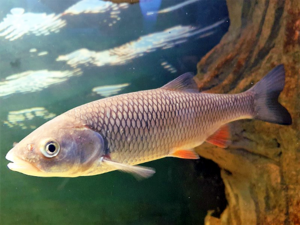 Squalius cephalus - Chub.png