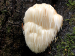 Hericium erinaceus - Lion's-mane Mushroom.png