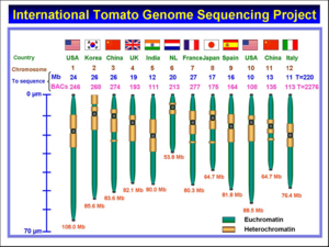 International Tomato Genome Sequencing Project.png
