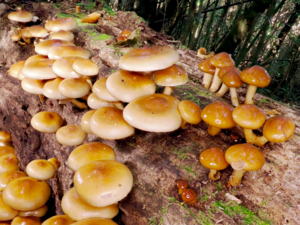 Pholiota nameko - Nameko.png