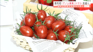 Sicilian Rouge High GABA - Japan Launches World's First Genome Edited Tomato in 2021.png