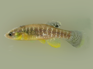 Fundulus heteroclitus - Mummichog.png