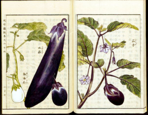 Seikei Zusetsu - Eggplant depicted in the Encyclopedia of Japanese Agriculture 1793-1804, donated to Siebold.png
