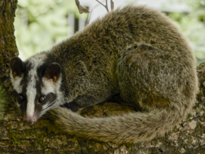 Paguma larvata - Masked Palm Civet.png