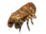 Scyllarus arctus - Small European Locust Lobster.png