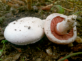 Agaricus campestris - Field Mushroom.png