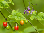 Fruits and flowers of Solanum dulcamara.png