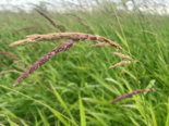 Phalaris arundinacea - Reed Canary Grass.png