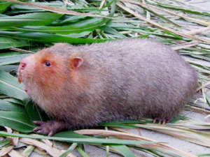 Rhizomys sinensis - Chinese Bamboo Rat.png