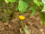 Yellow Fruit Nightshade - Fruit of Solanum xanthocarpum.png