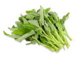 Aquatic Vegetables - Water Morning Glory.png