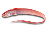 Cepola rubescens - Red Bandfish.png