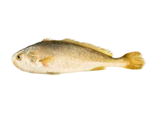 Larimichthys polyactis - Small Yellow Croaker.png
