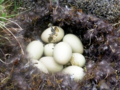 Aythya marila - Greater Scaup Egg.png