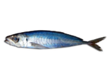 Trachurus picturatus - Blue Jack Mackerel.png