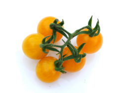 Wild Tomato - Solanum cheesmaniae.png
