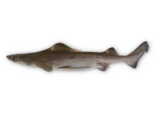 Centrophorus lusitanicus - Lowfin Gulper Shark.png