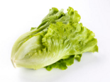 Lactuca sativa cv. Leaf Lettuce - Fushan Lettuce.png