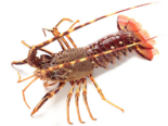 Palinurus elephas - European Spiny Lobster.png