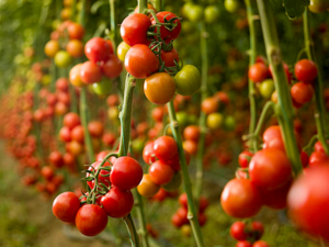 Solanum lycopersicum - Tomato plants.png